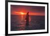 Bottlenose Dolphins, Caribbean Sea, near Roatan, Honduras-Stuart Westmorland-Framed Photographic Print