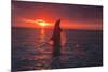 Bottlenose Dolphins, Caribbean Sea, near Roatan, Honduras-Stuart Westmorland-Mounted Photographic Print