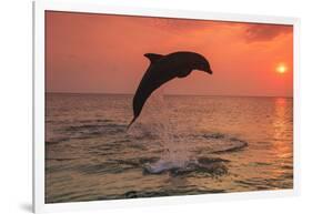 Bottlenose Dolphins, Caribbean Sea, near Roatan, Honduras-Stuart Westmorland-Framed Photographic Print