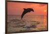 Bottlenose Dolphins, Caribbean Sea, near Roatan, Honduras-Stuart Westmorland-Framed Photographic Print