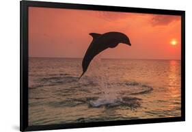 Bottlenose Dolphins, Caribbean Sea, near Roatan, Honduras-Stuart Westmorland-Framed Photographic Print