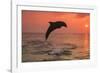 Bottlenose Dolphins, Caribbean Sea, near Roatan, Honduras-Stuart Westmorland-Framed Photographic Print