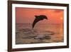 Bottlenose Dolphins, Caribbean Sea, near Roatan, Honduras-Stuart Westmorland-Framed Photographic Print