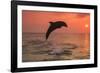 Bottlenose Dolphins, Caribbean Sea, near Roatan, Honduras-Stuart Westmorland-Framed Photographic Print