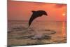 Bottlenose Dolphins, Caribbean Sea, near Roatan, Honduras-Stuart Westmorland-Mounted Photographic Print