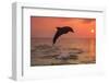 Bottlenose Dolphins, Caribbean Sea, near Roatan, Honduras-Stuart Westmorland-Framed Photographic Print