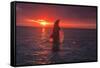 Bottlenose Dolphins, Caribbean Sea, near Roatan, Honduras-Stuart Westmorland-Framed Stretched Canvas