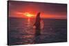 Bottlenose Dolphins, Caribbean Sea, near Roatan, Honduras-Stuart Westmorland-Stretched Canvas