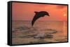 Bottlenose Dolphins, Caribbean Sea, near Roatan, Honduras-Stuart Westmorland-Framed Stretched Canvas