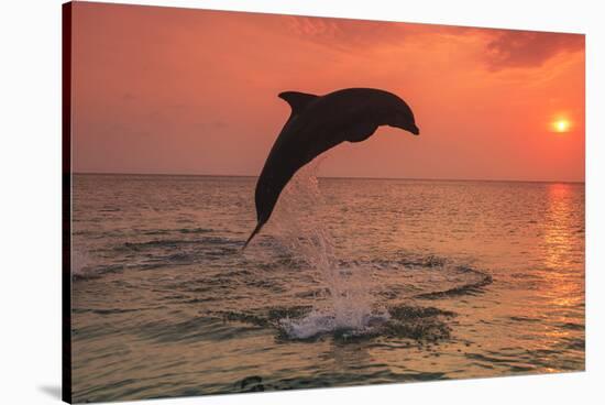 Bottlenose Dolphins, Caribbean Sea, near Roatan, Honduras-Stuart Westmorland-Stretched Canvas