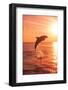 Bottlenose Dolphins, Caribbean Sea, near Roatan, Honduras-Stuart Westmorland-Framed Photographic Print