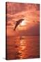 Bottlenose Dolphins, Caribbean Sea, near Roatan, Honduras-Stuart Westmorland-Stretched Canvas