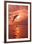 Bottlenose Dolphins, Caribbean Sea, near Roatan, Honduras-Stuart Westmorland-Framed Photographic Print