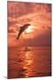 Bottlenose Dolphins, Caribbean Sea, near Roatan, Honduras-Stuart Westmorland-Mounted Photographic Print