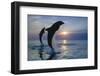 Bottlenose Dolphins, Caribbean Sea, near Roatan, Honduras-Stuart Westmorland-Framed Photographic Print