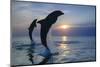 Bottlenose Dolphins, Caribbean Sea, near Roatan, Honduras-Stuart Westmorland-Mounted Photographic Print