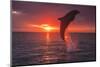 Bottlenose Dolphins, Caribbean Sea, near Roatan, Honduras-Stuart Westmorland-Mounted Photographic Print