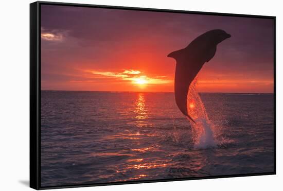 Bottlenose Dolphins, Caribbean Sea, near Roatan, Honduras-Stuart Westmorland-Framed Stretched Canvas