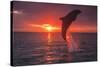 Bottlenose Dolphins, Caribbean Sea, near Roatan, Honduras-Stuart Westmorland-Stretched Canvas