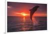 Bottlenose Dolphins, Caribbean Sea, near Roatan, Honduras-Stuart Westmorland-Framed Photographic Print