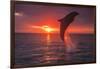 Bottlenose Dolphins, Caribbean Sea, near Roatan, Honduras-Stuart Westmorland-Framed Photographic Print