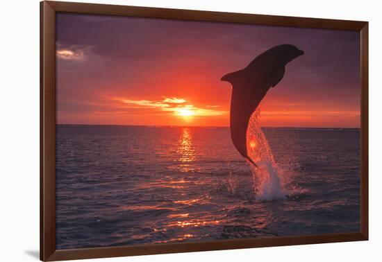 Bottlenose Dolphins, Caribbean Sea, near Roatan, Honduras-Stuart Westmorland-Framed Photographic Print