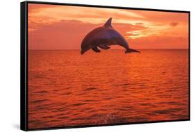 Bottlenose Dolphins, Caribbean Sea, near Roatan, Honduras-Stuart Westmorland-Framed Stretched Canvas