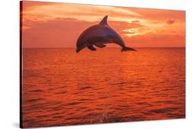 Bottlenose Dolphins, Caribbean Sea, near Roatan, Honduras-Stuart Westmorland-Stretched Canvas