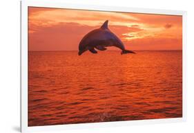 Bottlenose Dolphins, Caribbean Sea, near Roatan, Honduras-Stuart Westmorland-Framed Photographic Print