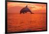 Bottlenose Dolphins, Caribbean Sea, near Roatan, Honduras-Stuart Westmorland-Framed Photographic Print