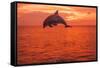 Bottlenose Dolphins, Caribbean Sea, near Roatan, Honduras-Stuart Westmorland-Framed Stretched Canvas