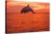 Bottlenose Dolphins, Caribbean Sea, near Roatan, Honduras-Stuart Westmorland-Stretched Canvas