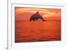 Bottlenose Dolphins, Caribbean Sea, near Roatan, Honduras-Stuart Westmorland-Framed Photographic Print