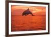 Bottlenose Dolphins, Caribbean Sea, near Roatan, Honduras-Stuart Westmorland-Framed Photographic Print