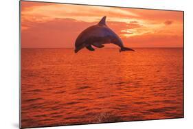 Bottlenose Dolphins, Caribbean Sea, near Roatan, Honduras-Stuart Westmorland-Mounted Photographic Print