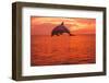 Bottlenose Dolphins, Caribbean Sea, near Roatan, Honduras-Stuart Westmorland-Framed Photographic Print