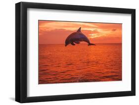 Bottlenose Dolphins, Caribbean Sea, near Roatan, Honduras-Stuart Westmorland-Framed Photographic Print