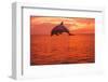 Bottlenose Dolphins, Caribbean Sea, near Roatan, Honduras-Stuart Westmorland-Framed Photographic Print