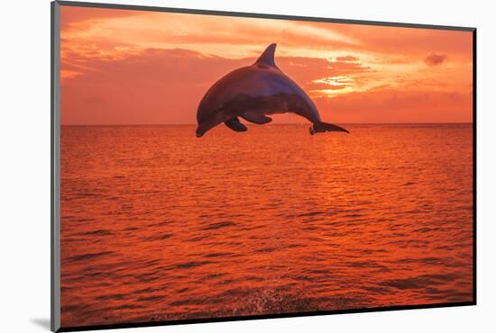 Bottlenose Dolphins, Caribbean Sea, near Roatan, Honduras-Stuart Westmorland-Mounted Photographic Print