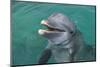 Bottlenose Dolphins, Caribbean Sea, Roatan, Bay Islands, Honduras-Stuart Westmorland-Mounted Photographic Print