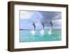Bottlenose Dolphins, Caribbean Sea, Roatan, Bay Islands, Honduras-Stuart Westmorland-Framed Photographic Print