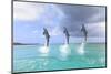 Bottlenose Dolphins, Caribbean Sea, Roatan, Bay Islands, Honduras-Stuart Westmorland-Mounted Photographic Print