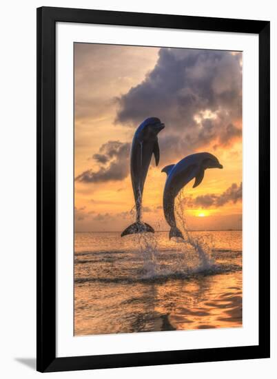 Bottlenose Dolphins, Caribbean Sea, Roatan, Bay Islands, Honduras-Stuart Westmorland-Framed Photographic Print