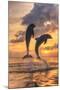 Bottlenose Dolphins, Caribbean Sea, Roatan, Bay Islands, Honduras-Stuart Westmorland-Mounted Photographic Print