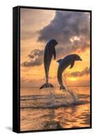 Bottlenose Dolphins, Caribbean Sea, Roatan, Bay Islands, Honduras-Stuart Westmorland-Framed Stretched Canvas