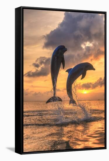 Bottlenose Dolphins, Caribbean Sea, Roatan, Bay Islands, Honduras-Stuart Westmorland-Framed Stretched Canvas