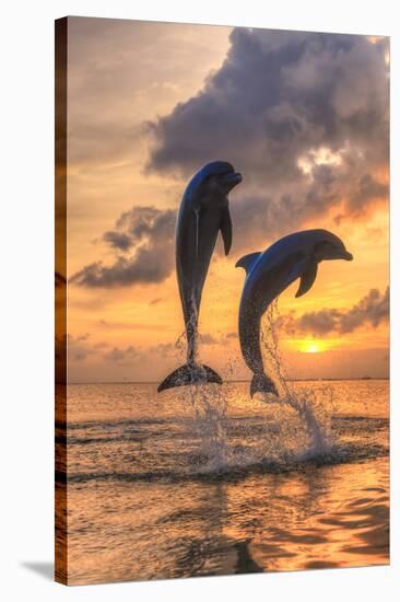 Bottlenose Dolphins, Caribbean Sea, Roatan, Bay Islands, Honduras-Stuart Westmorland-Stretched Canvas