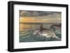 Bottlenose Dolphins, Caribbean Sea, Roatan, Bay Islands, Honduras-Stuart Westmorland-Framed Photographic Print