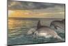 Bottlenose Dolphins, Caribbean Sea, Roatan, Bay Islands, Honduras-Stuart Westmorland-Mounted Photographic Print