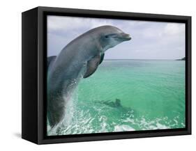 Bottlenose Dolphins, Caribbean Sea-Stuart Westmoreland-Framed Stretched Canvas